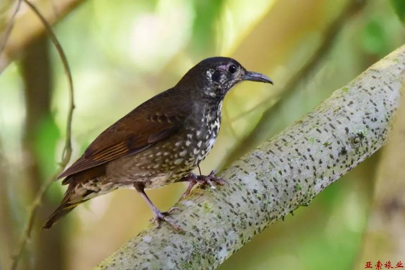长嘴地鸫（Zoothera marginata）