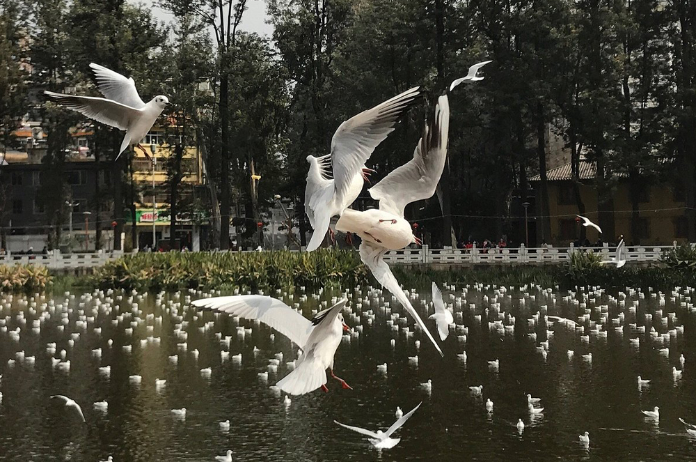 翠湖公园