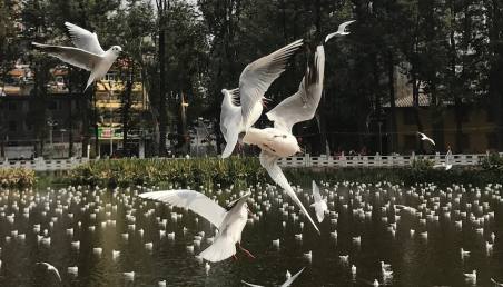 翠湖公园