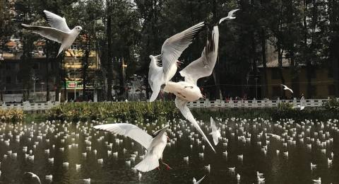 翠湖公园