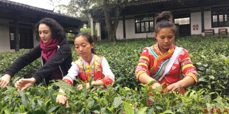 临沧国际茶文化交流7日游：昆明-凤庆-锡林山-昔归-临沧-勐库-冰岛